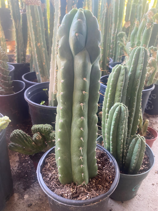 15” T. Pachanoi Monstrose cutting