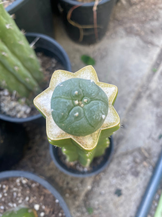 1” Grafted L Matucana Madisorium W