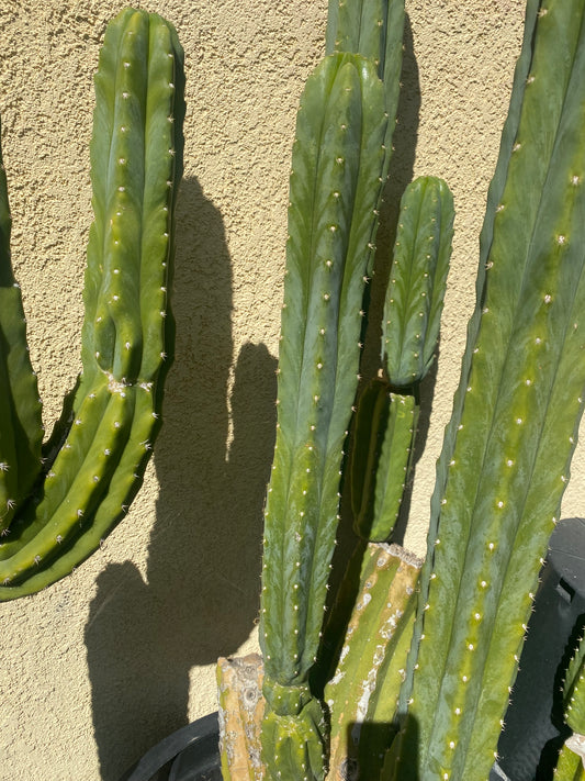 24” San Pedro top cutting