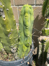 Load image into Gallery viewer, 11 1/2” T. Bridgesii cutting B01 with roots showing