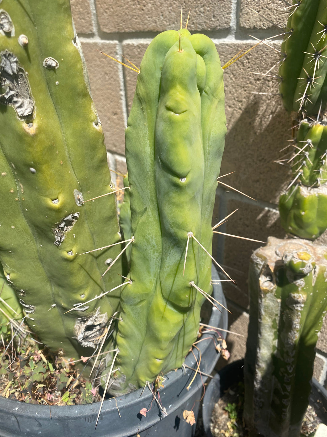 11 1/2” T. Bridgesii cutting B01 with roots showing