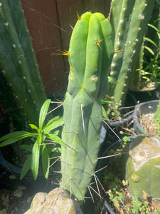 11 1/2” T. Bridgesii cutting B01