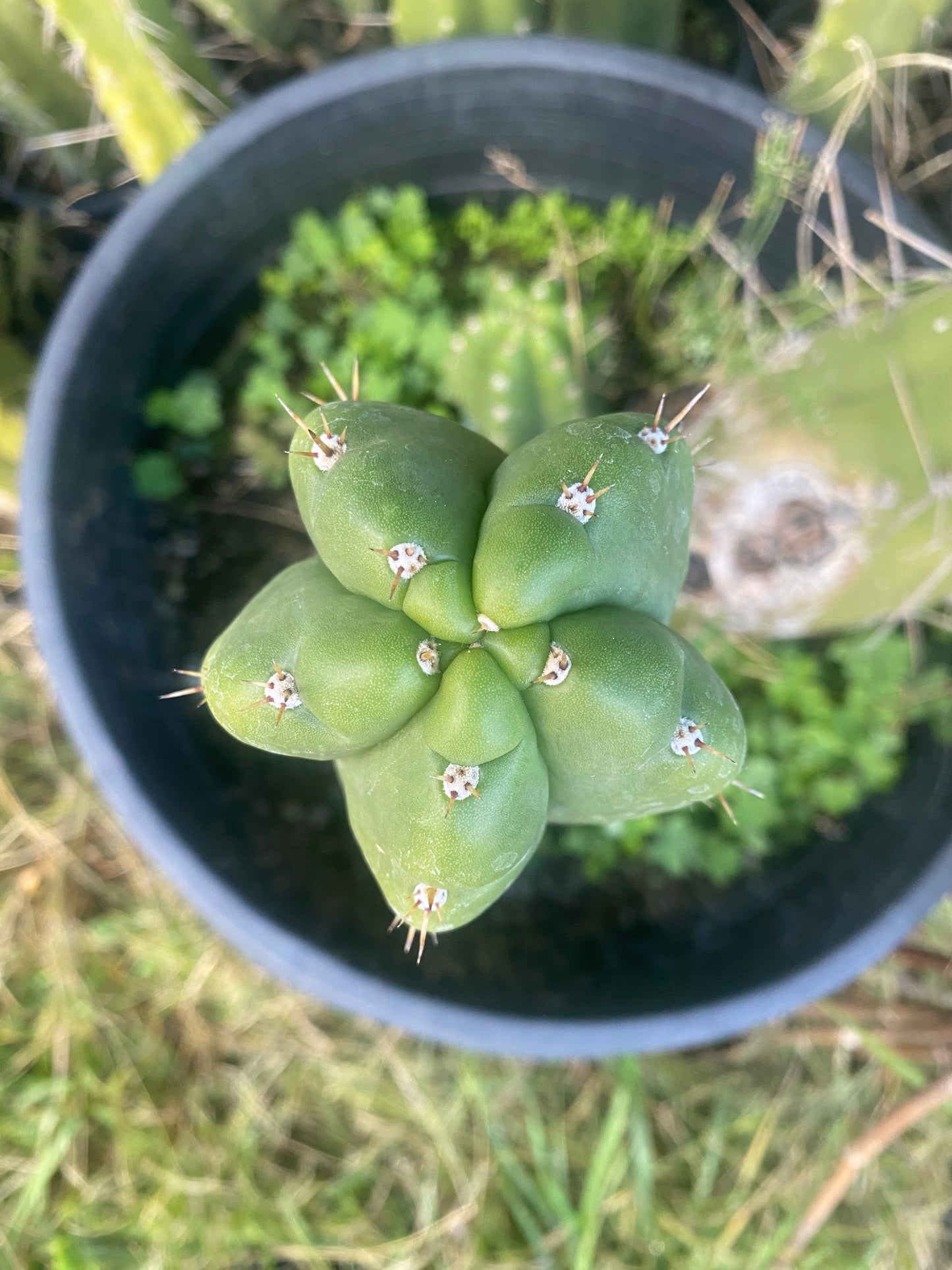 12” T. Pachanoi Monstrose cutting