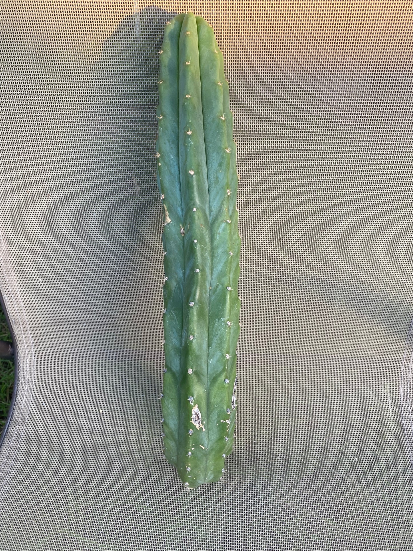 16” San Pedro cutting