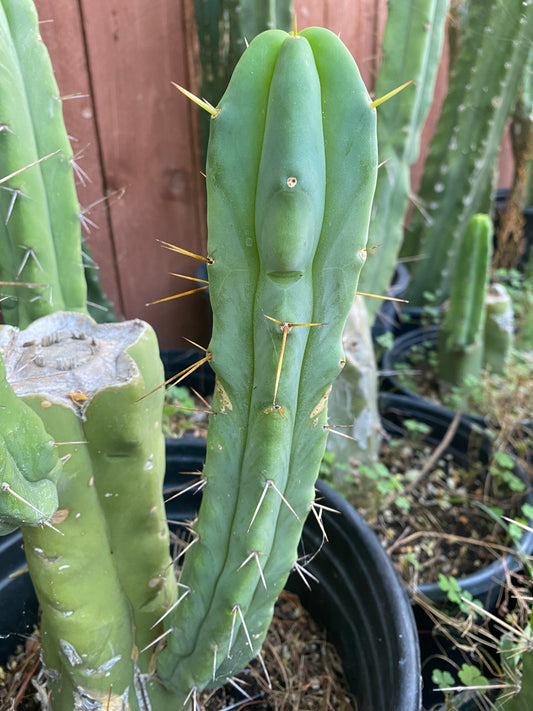 11 1/2” T. Bridgesii cutting B01