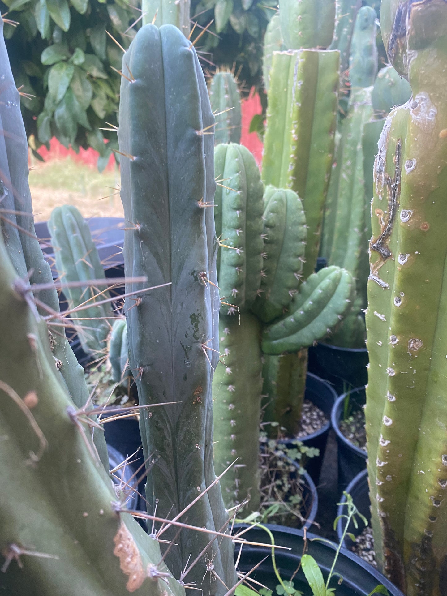 14” T. Bridgesii cutting B02