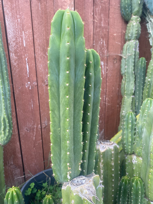 12” San Pedro top cutting