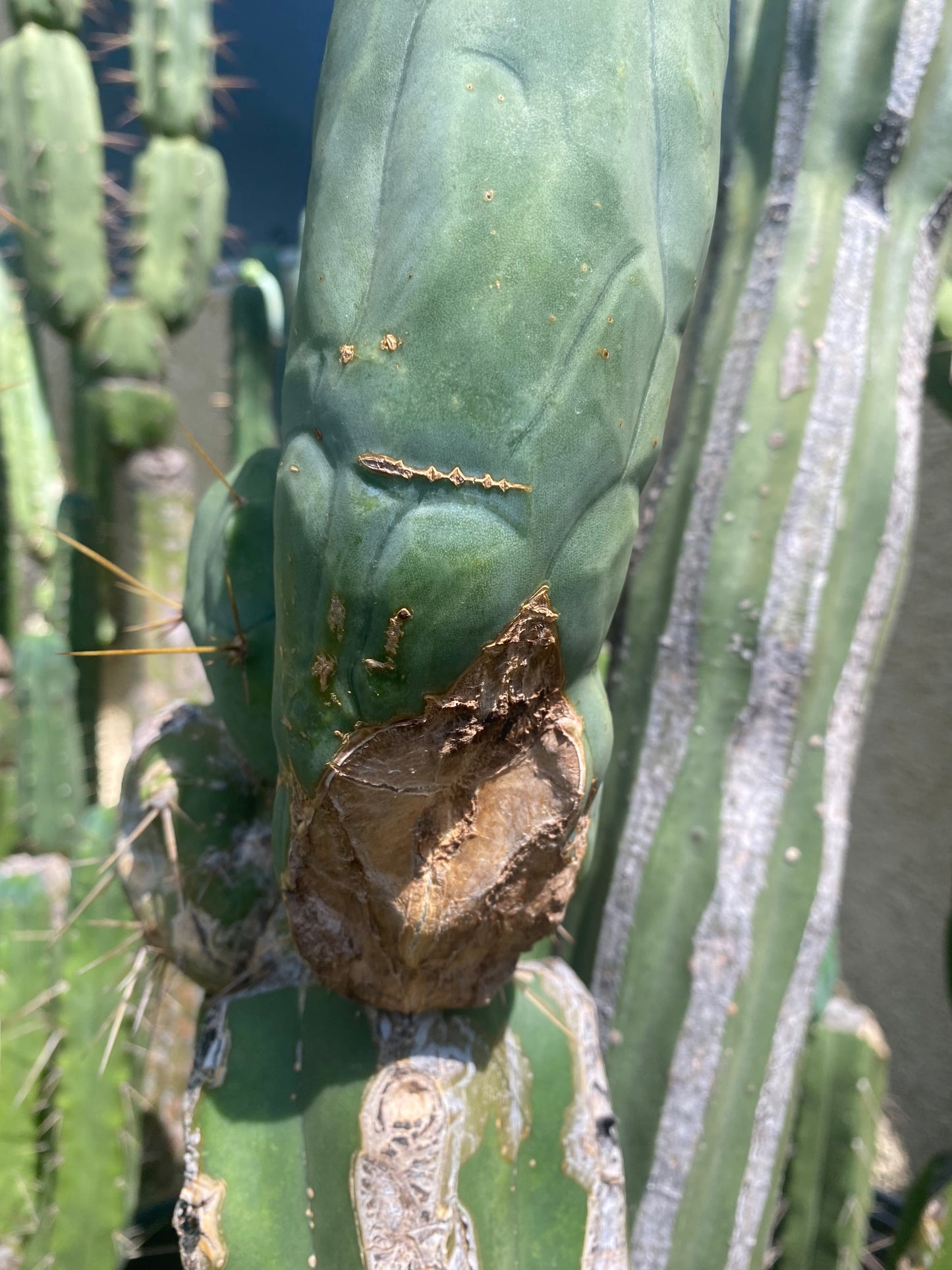 9” Bridgesii Monstrose Long or clone A cutting