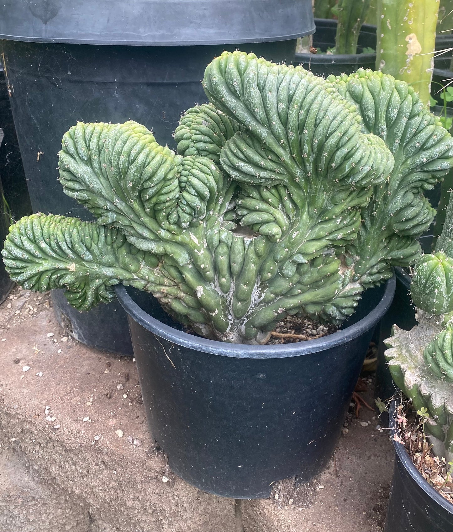 T. Pachanoi Monstrose Crest cutting