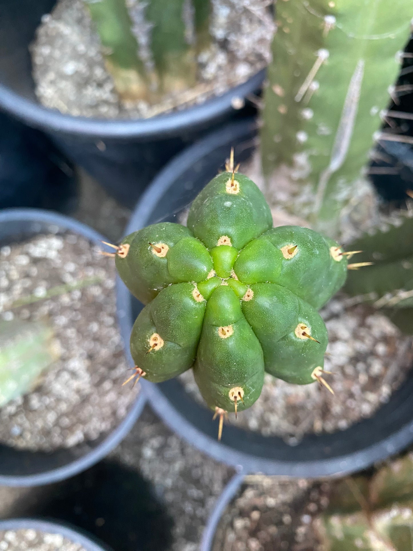 16 1/2” T. Pachanoi Monstrose Crest cutting