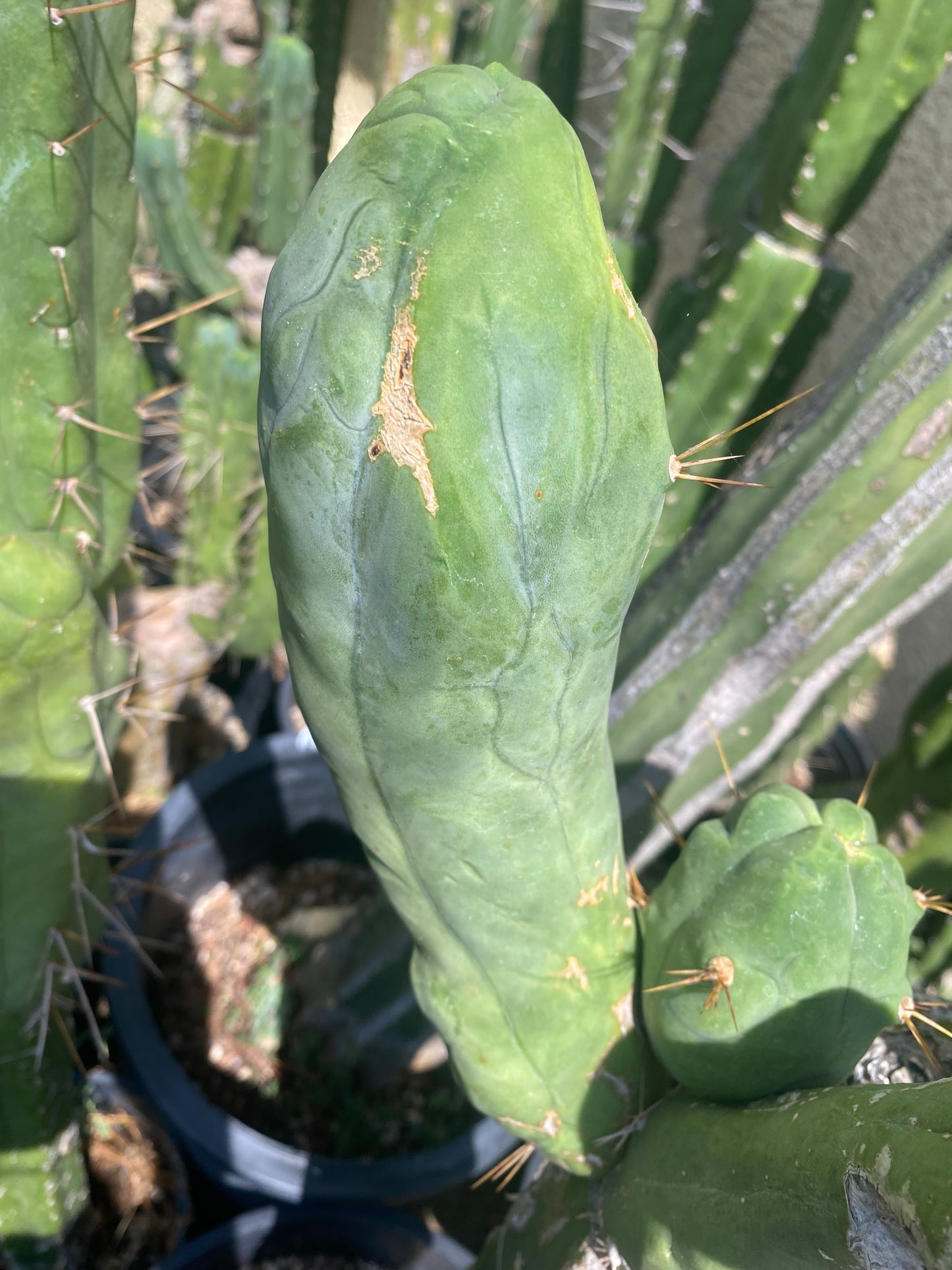 9” Bridgesii Monstrose Long or clone A cutting