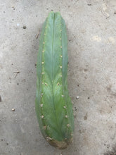 Load image into Gallery viewer, 14” San Pedro cutting