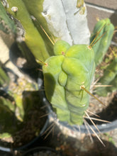 Load image into Gallery viewer, 11 1/2” T. Bridgesii cutting B01 with roots showing