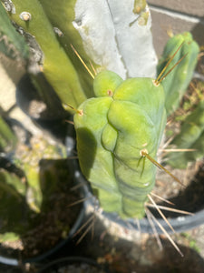 11 1/2” T. Bridgesii cutting B01 with roots showing