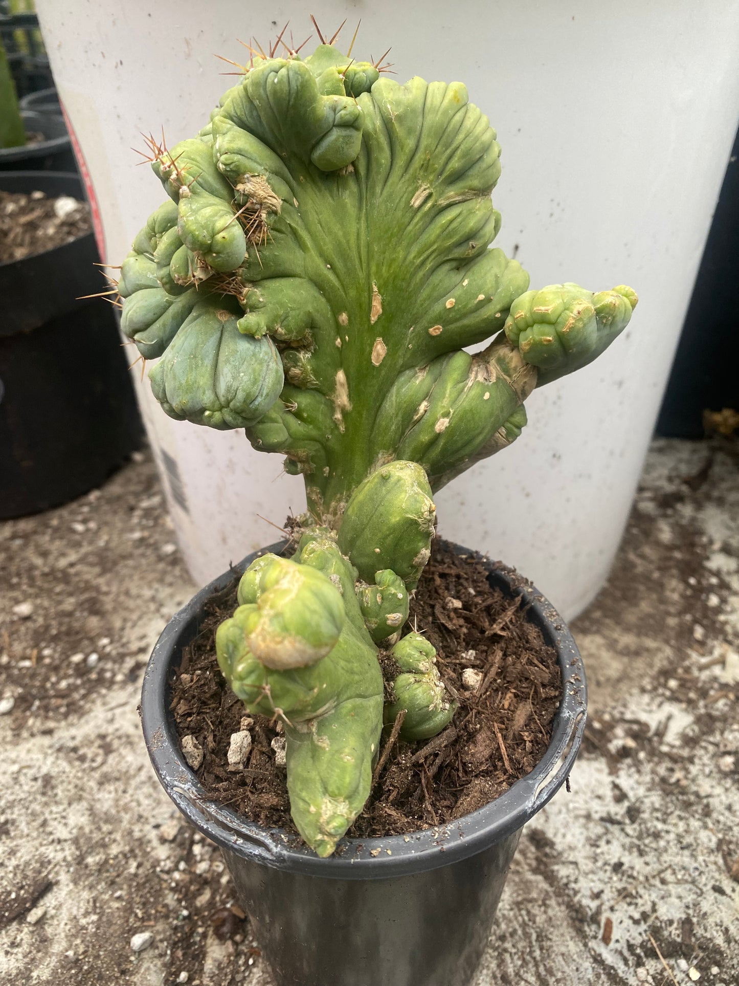 7 1/2” tall T. Bridgesii Monstrose Crest cutting