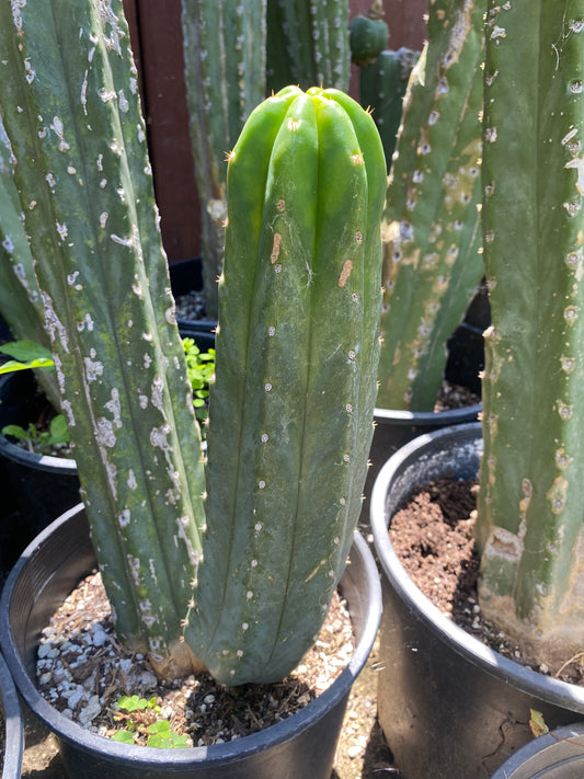 12” San Pedro top cutting