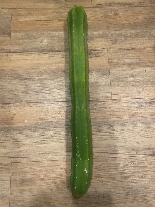 20” San Pedro top cutting