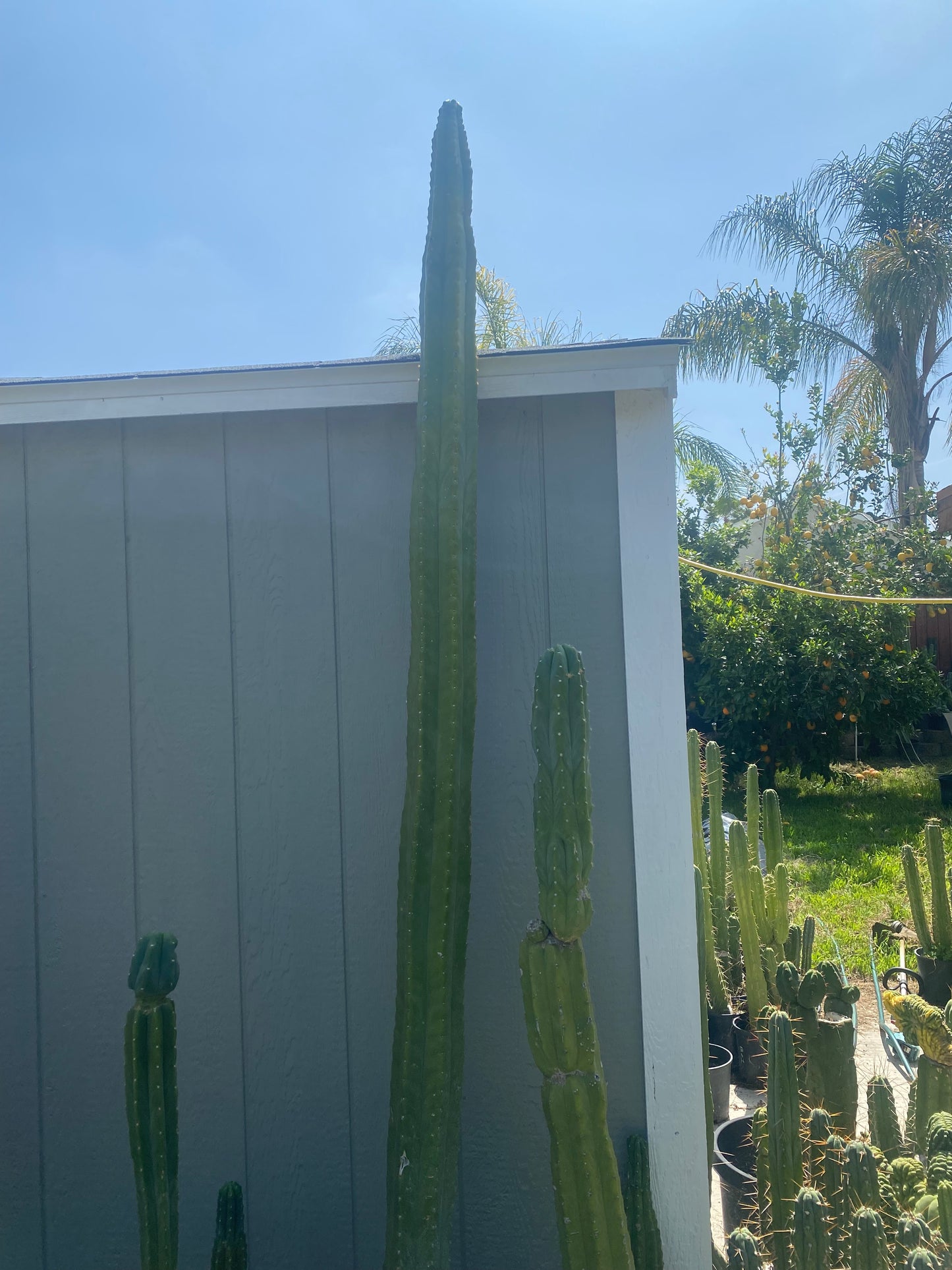 12” San Pedro mid log cut