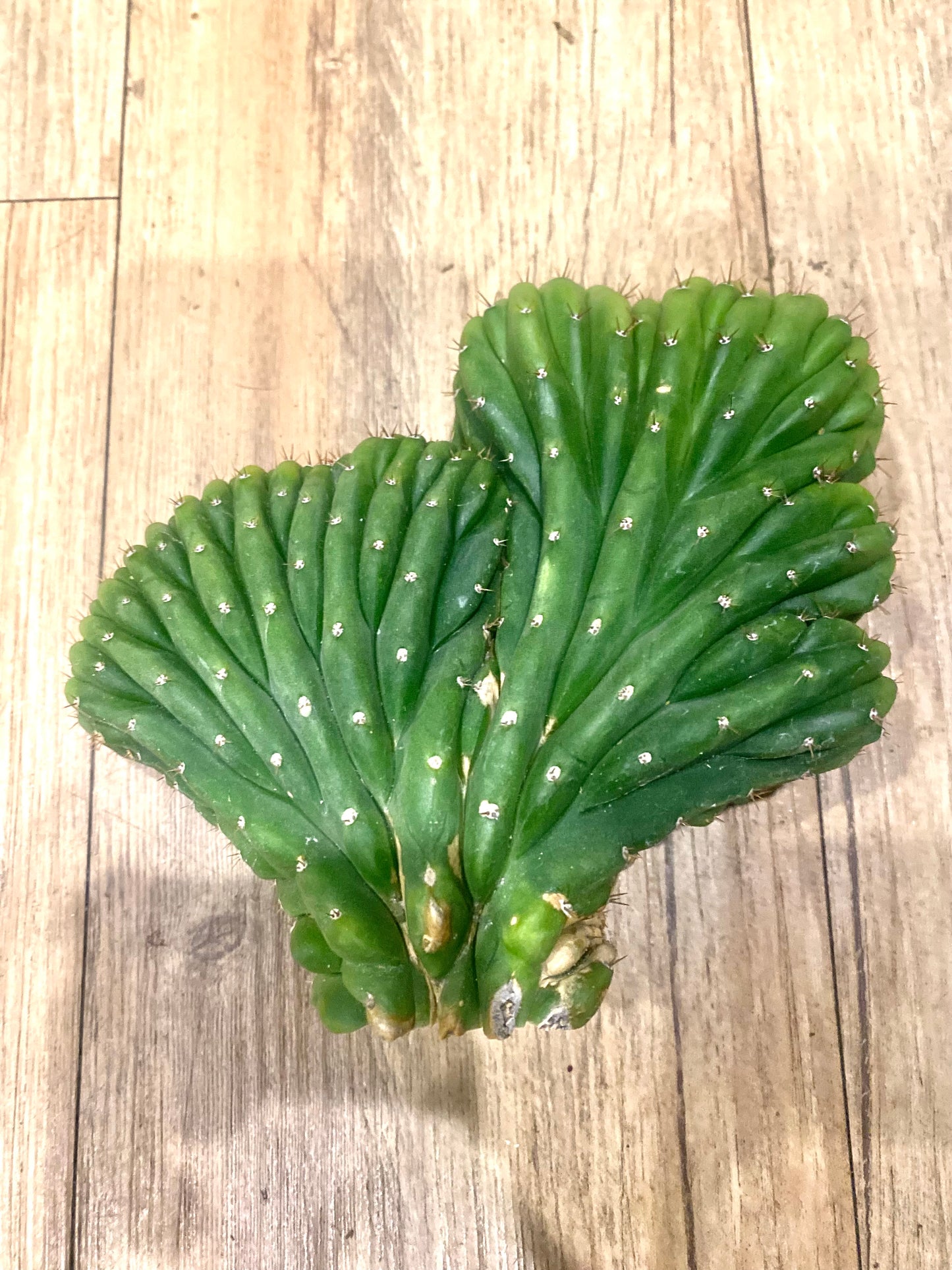 T. Pachanoi Monstrose Crest cutting