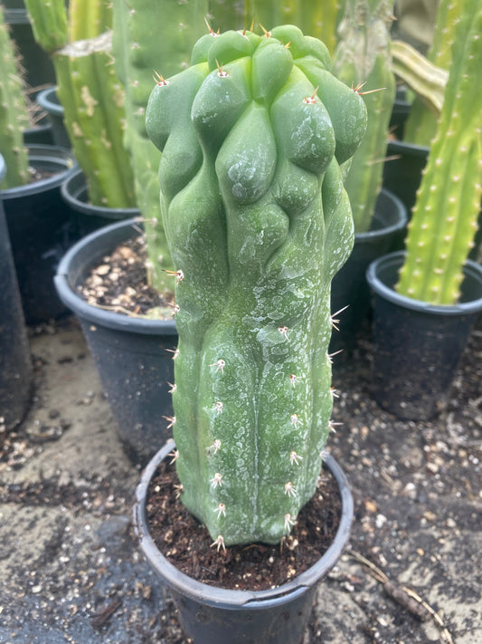 11 1/2” T. Pachanoi Monstrose Crest cutting