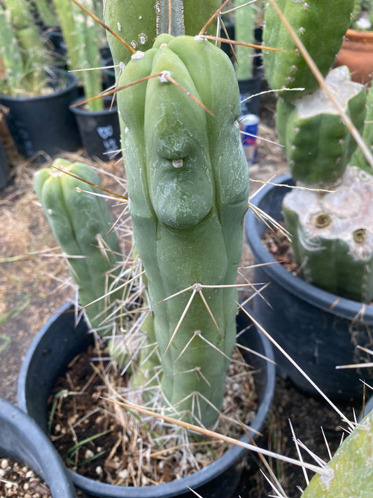 14 1/2” T. Bridgesii Monstrose Melted Wax like cutting
