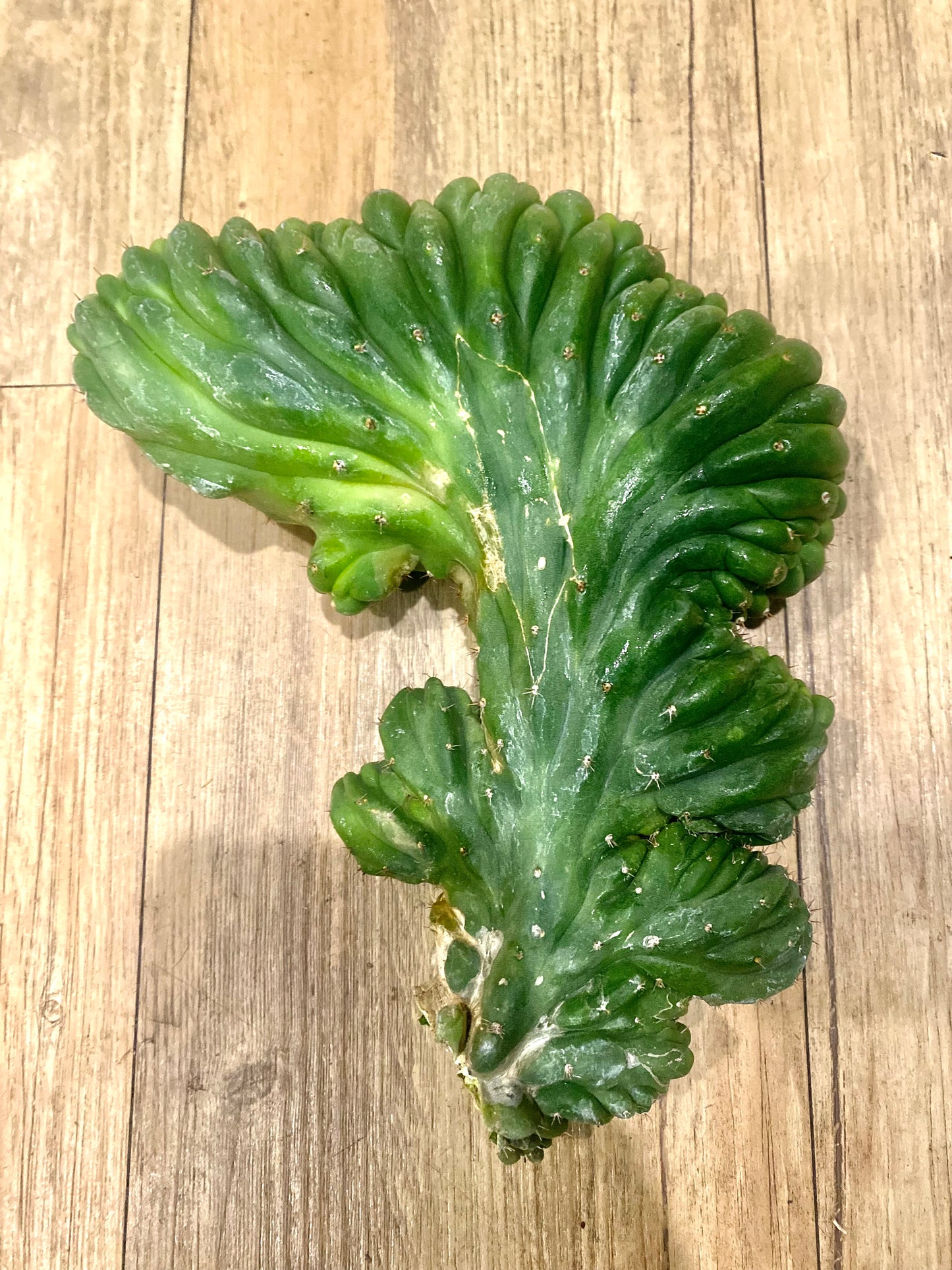 T. Pachanoi Monstrose Crest cutting