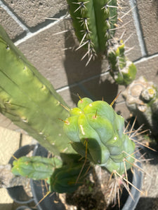 16 1/2” T. Bridgesii cutting B01