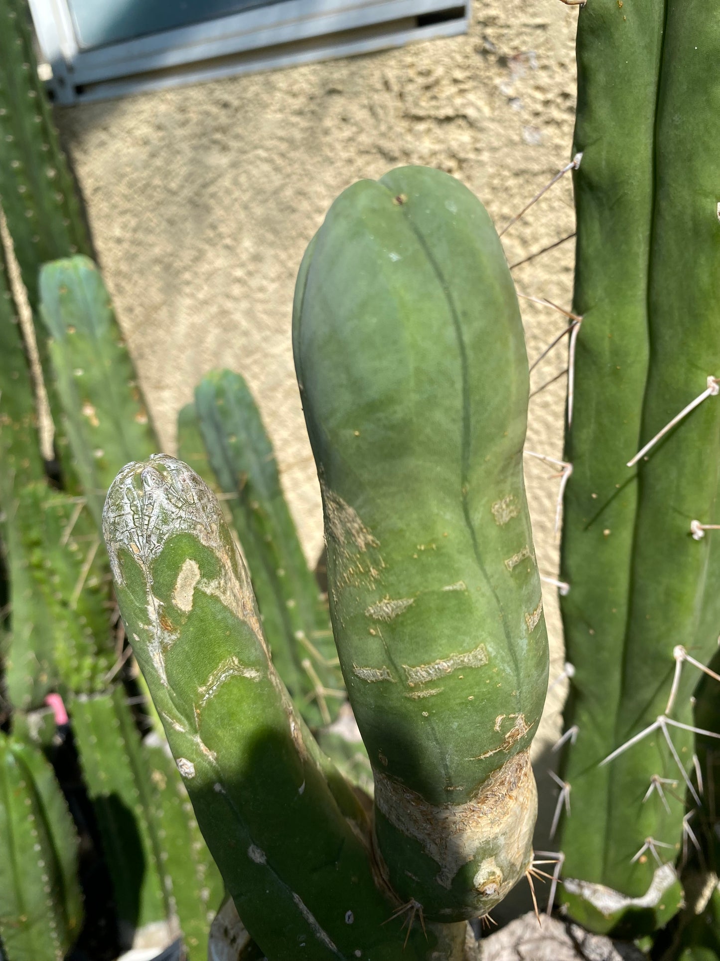 7” Bridgesii Monstrose Long or clone A cutting