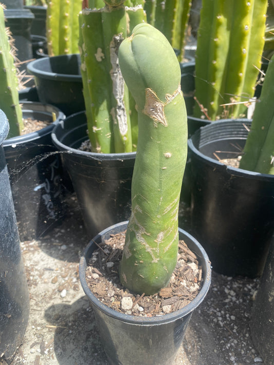 9 1/2” Bridgesii Monstrose Long or clone A cutting