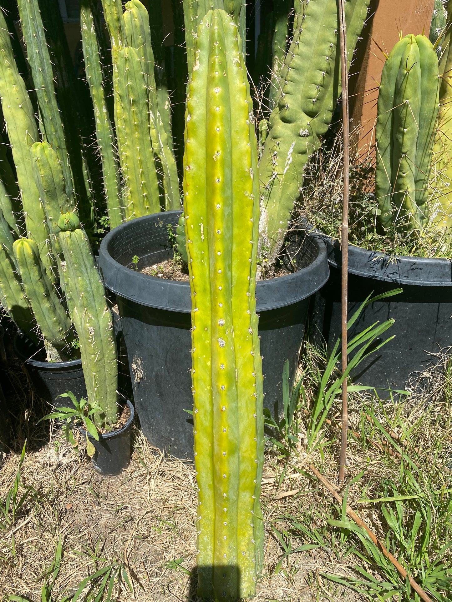 30” San Pedro cutting flowering tip