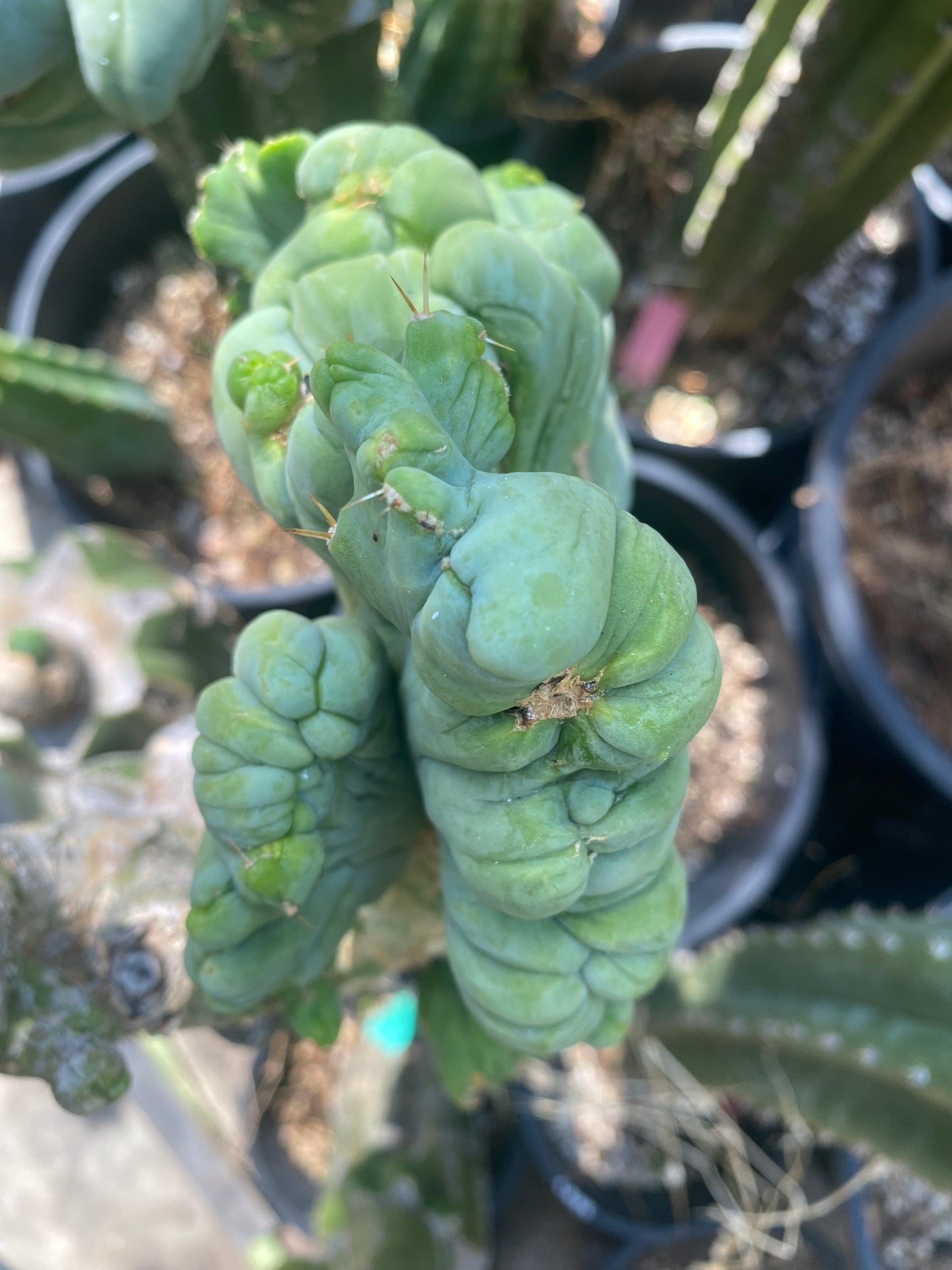 5 1/2” wide T. Bridgesii Monstrose Crest cutting