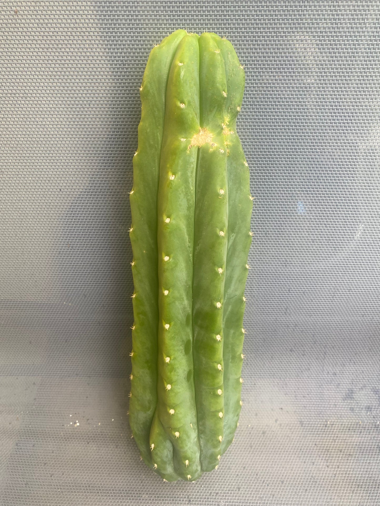 14” San Pedro cutting