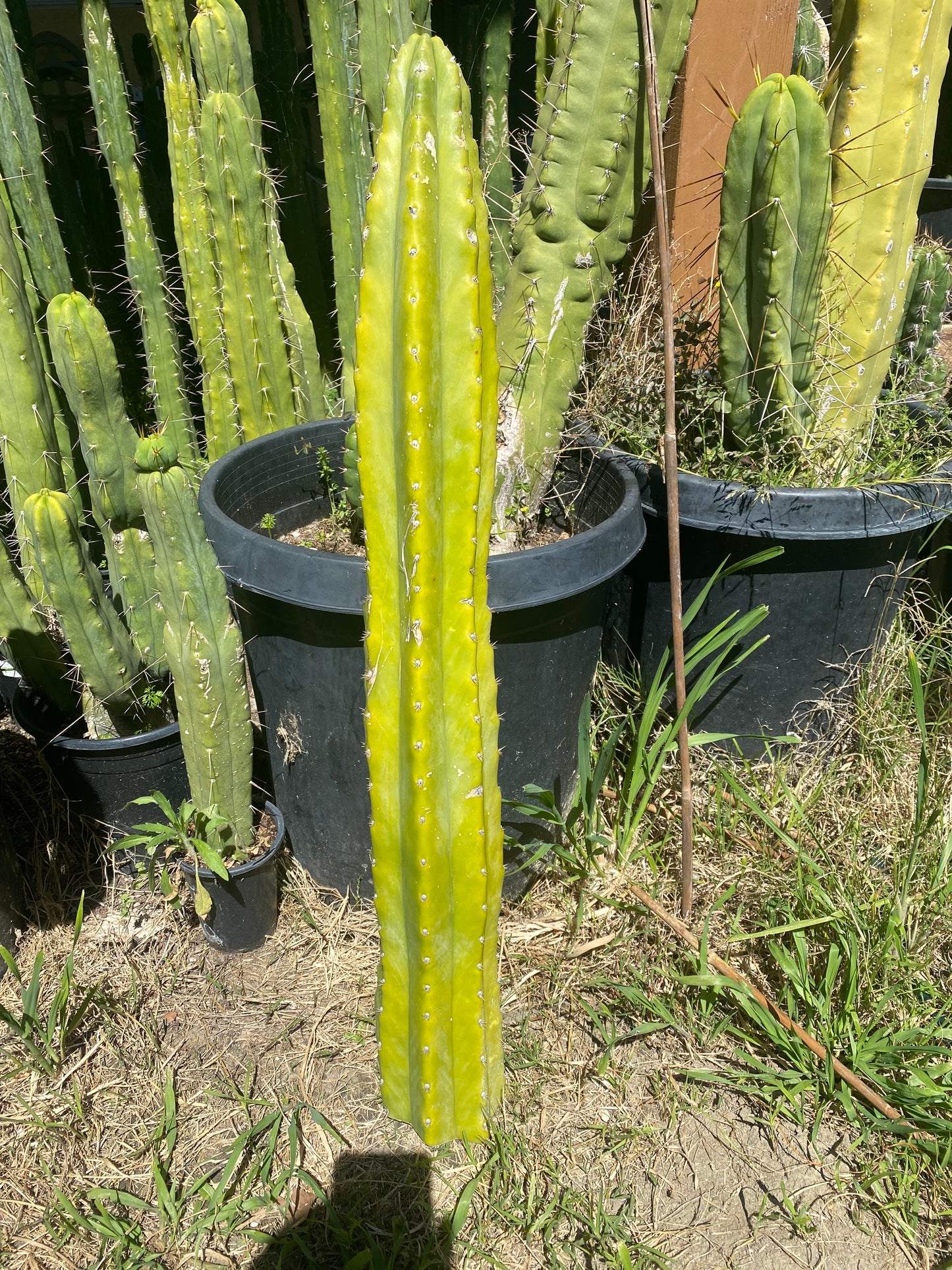 30” San Pedro cutting flowering tip