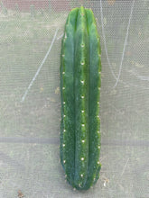 Load image into Gallery viewer, 12” San Pedro cutting
