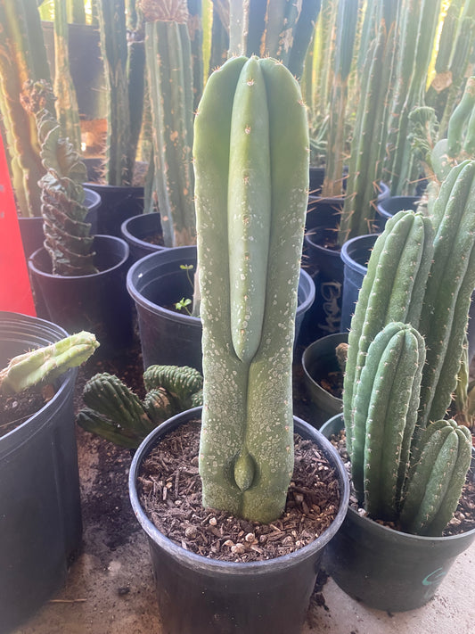 15” T. Scopulicola cutting