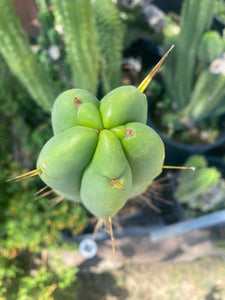 11 1/2” T. Bridgesii cutting B01