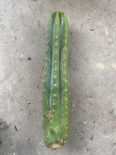 Load image into Gallery viewer, 14 1/2” San Pedro cutting