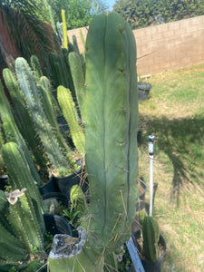 11 1/2” T. Bridgesii cutting B01