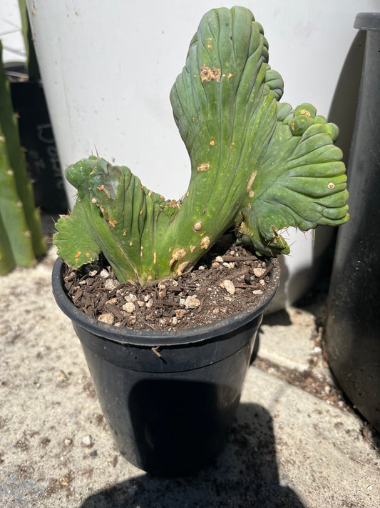 6” tall T. Bridgesii Monstrose Crest cutting