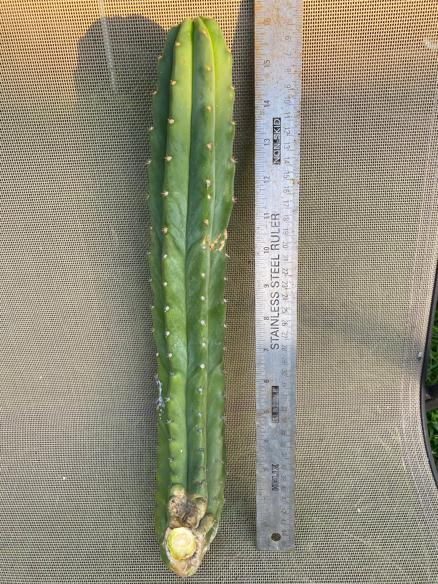 16” San Pedro cutting