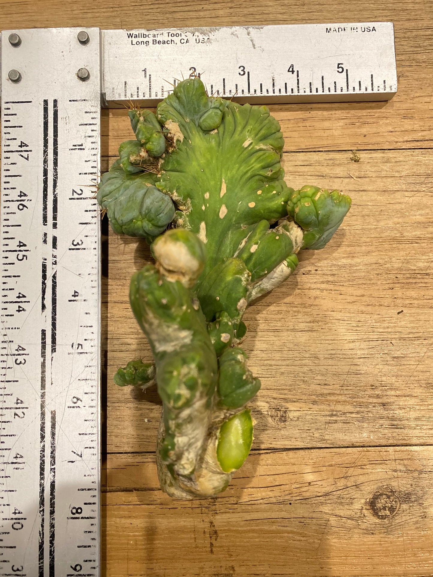 7 1/2” tall T. Bridgesii Monstrose Crest cutting
