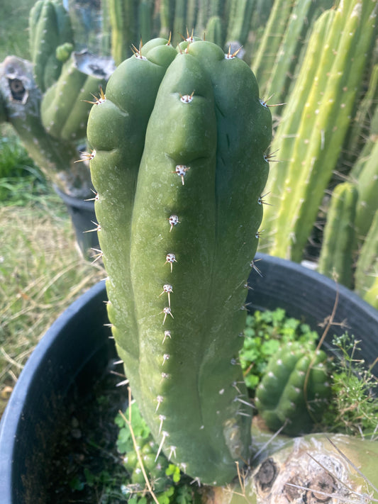 12” T. Pachanoi Monstrose cutting