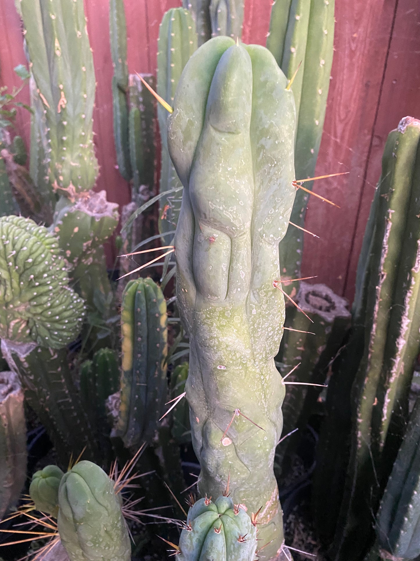 12” T. Bridgesii Monstrose Melted Wax cutting B29