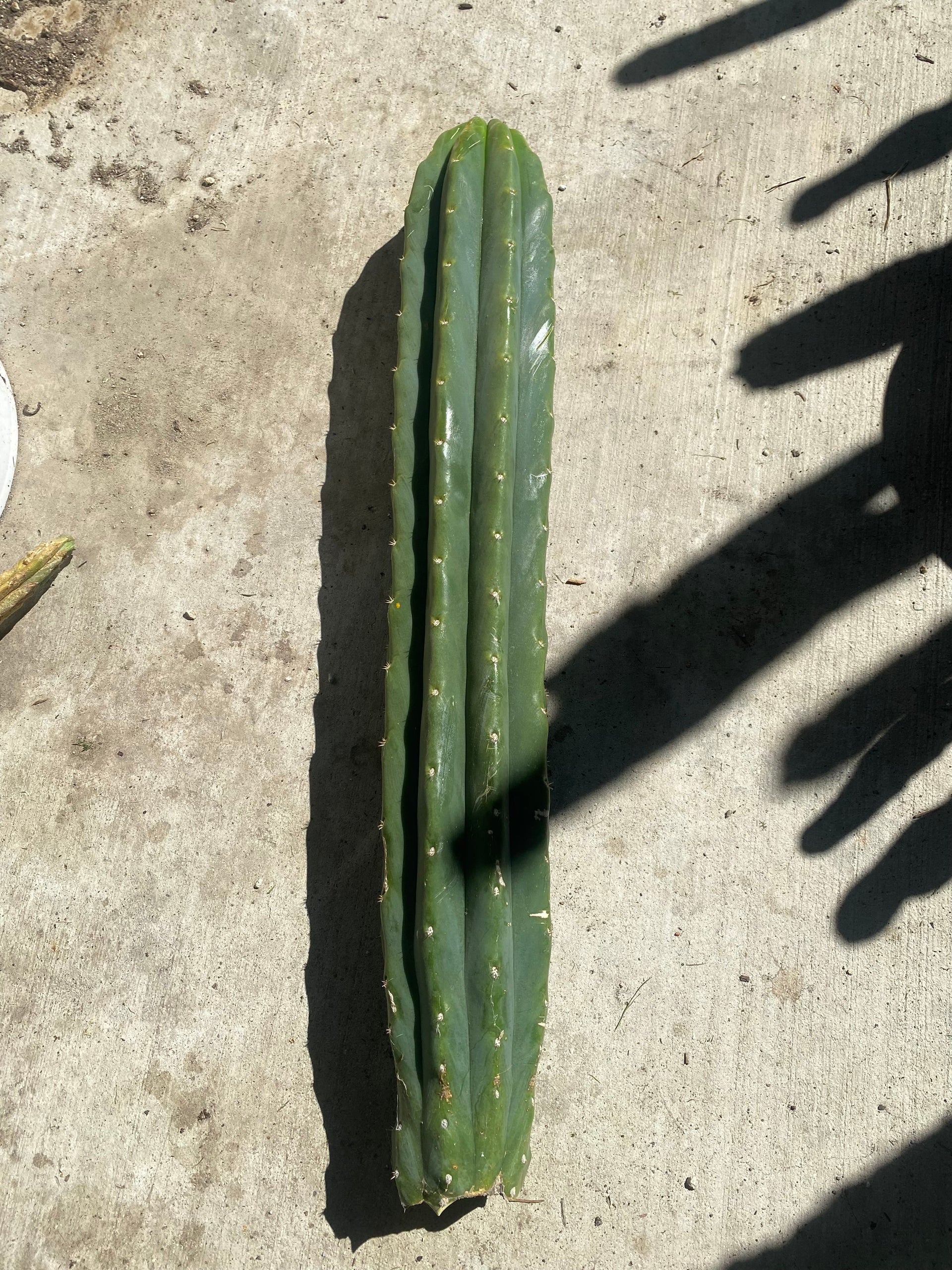 22” San Pedro top cutting