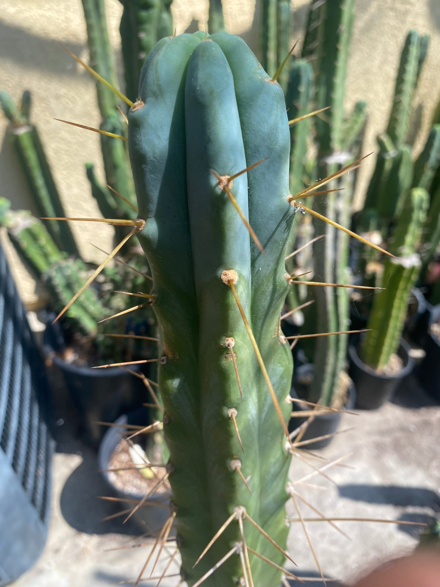 13 1/2” T. Bridgesii Kakteen.K. cutting B41