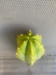 12” San Pedro cutting
