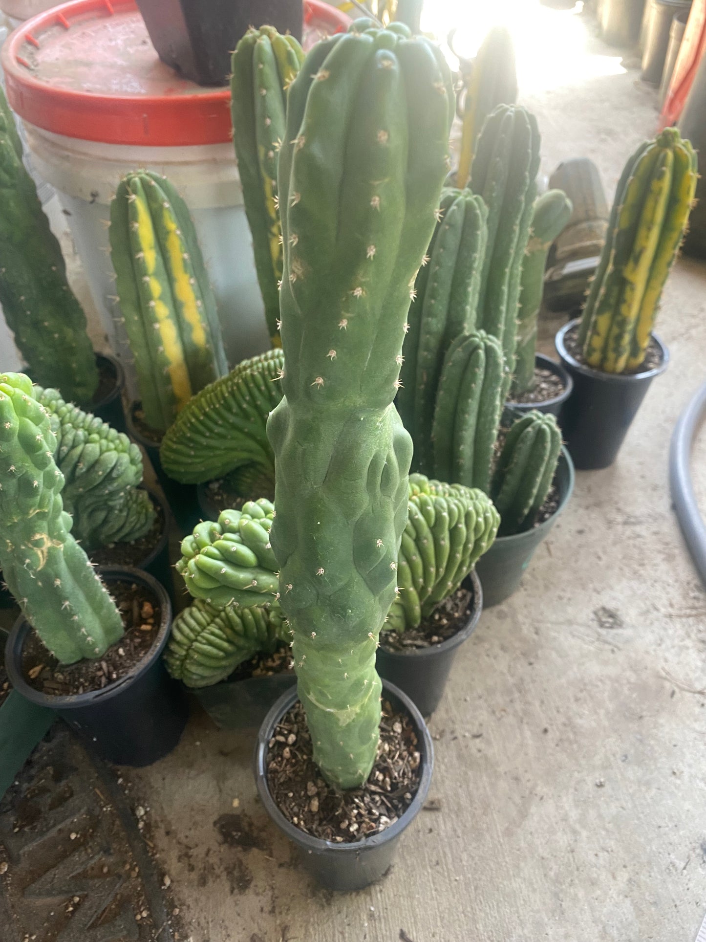 18 1/2” T. Pachanoi Monstrose cutting