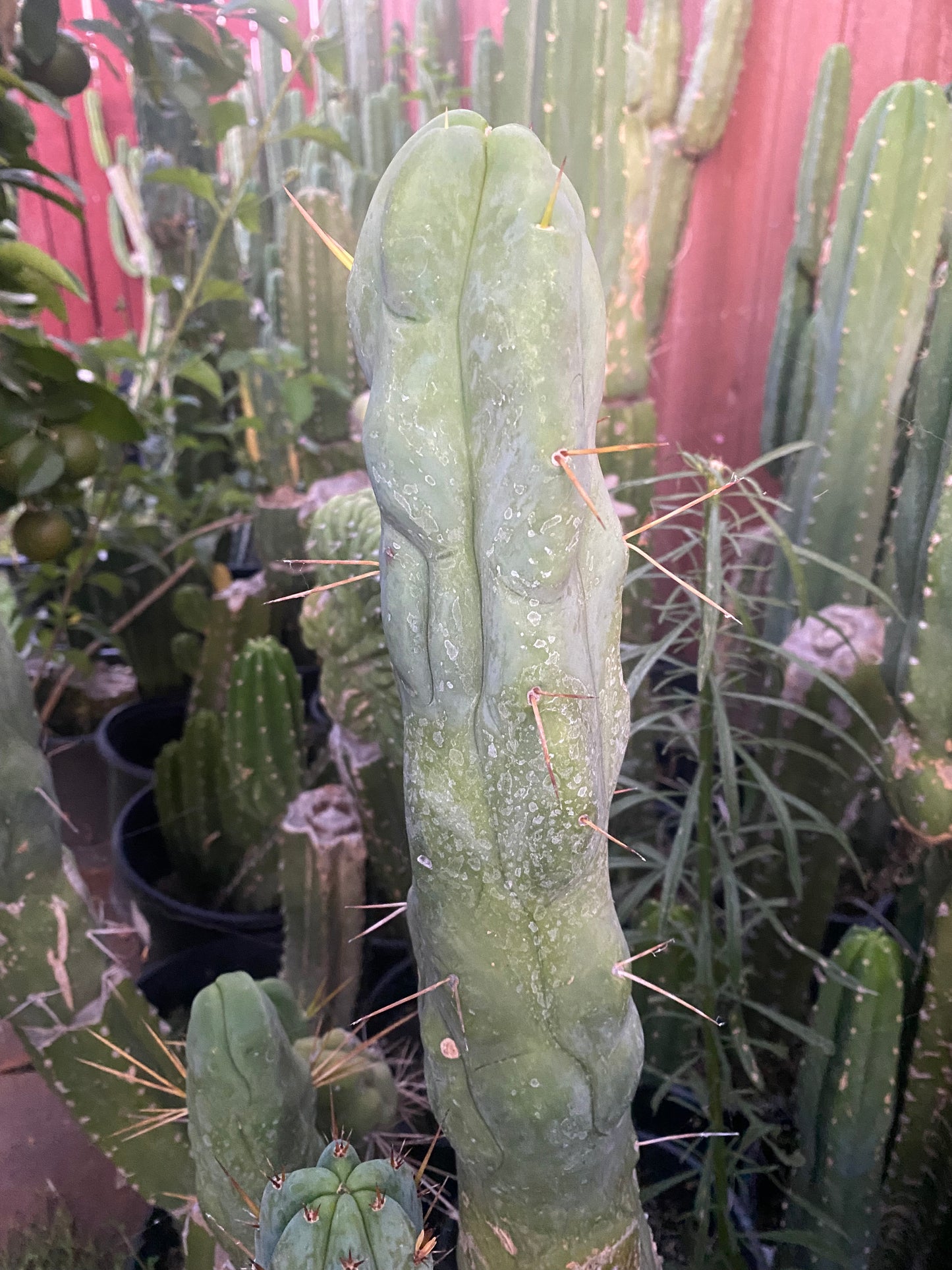 12” T. Bridgesii Monstrose Melted Wax cutting B29