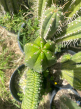 Load image into Gallery viewer, 12” T. Pachanoi Monstrose/ Crest cutting