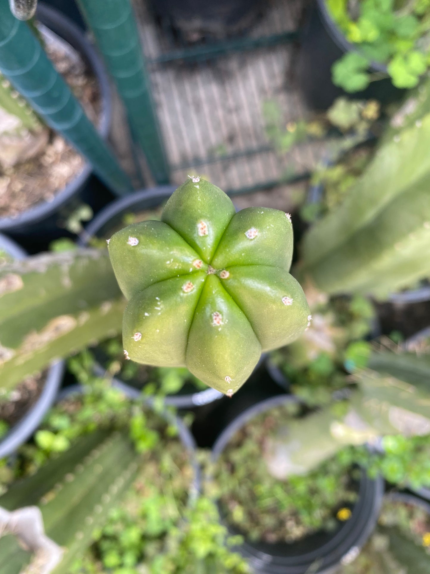 13” T. Scopulicola cutting